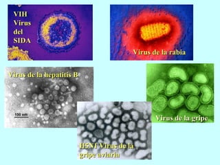 VIH Virus del SIDA Virus de la hepatitis B Virus de la rabia Virus de la gripe H5N1 Virus de la gripe aviaria 