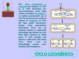CICLO LISOGÉNICO Hay  fagos temperados o atenuados  que integran su ADN en el ADN bacteriano por entrecruzamiento. Estos fagos reciben el nombre de  profagos  y se replican pasivamente con el ADN de la bacteria que recibe el nombre de  lisogénica . El ADN del fago puede permanecer latente varias generaciones bacterianas hasta que un estimulo induzca la separación del profago que iniciará un ciclo lítico típico. Mientras la célula posea el ADN profago será inmune a infecciones del mismo virus. Otros virus no bacteriófagos pueden tener también ciclos lisogénicos.  