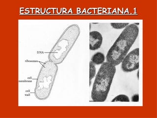 ESTRUCTURA BACTERIANA.1 