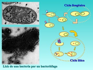 Ciclo lítico Ciclo lisogénico Lisis de una bacteria por un bacteriófago 