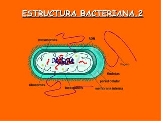 ESTRUCTURA BACTERIANA.2 