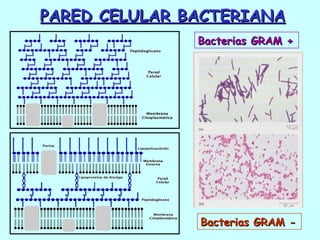 PARED CELULAR BACTERIANA Bacterias GRAM + Bacterias GRAM - 