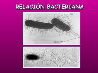 RELACIÓN BACTERIANA 