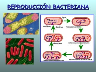 REPRODUCCIÓN BACTERIANA 