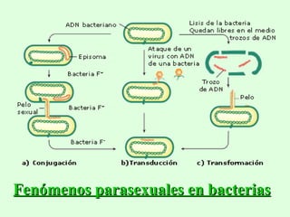 Fenómenos parasexuales en bacterias 