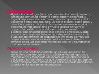 Estructura viral
  Algunos bacteriófagos (virus que parasitan bacterias), izquierda,
  tienen una estructura bastante complicada y elaborada. El
  fago T4, representado aquí, consta de cinco proteínas y de las
  siguientes partes: cabeza, cola, un cuello o collar, placa basal y
  unas fibras a modo de patas. Por contra, un virus de la gripe,
  derecha, es más simple. Una envuelta lipídica envuelve el
  caparazón proteico, o cápsida, el cual, como en el
  bacteriófago, encierra el material genético enrollado. Desde
  esta envuelta se proyectan dos tipos de proteínas a modo de
  púas, que determinan las propiedades infectivas del virus. Los
  hospedadores humanos deben producir nuevas defensas
  inmunes cada vez que éstas mutan; de aquí las vacunaciones
  anuales que se realizan.
Replicación viral
  Fuera de una célula hospedante, un virus es una partícula
  inerte. Pero una vez dentro de la célula, el virus se reproduce
  muchas veces y forma miles de individuos que abandonan la
  célula para buscar otras a las que parasitar. Los virus patógenos
  actúan destruyendo o dañando las células cuando abandonan
  aquéllas en las que se han reproducido.
 