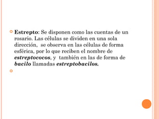  Estrepto: Se disponen como las cuentas de un
rosario. Las células se dividen en una sola
dirección, se observa en las células de forma
esférica, por lo que reciben el nombre de
estreptococos, y también en las de forma de
bacilo llamadas estreptobacilos.
  
 
