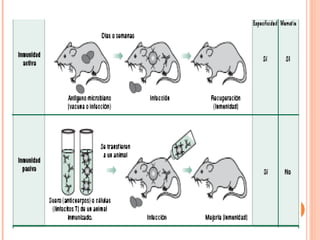 INMUNIDAD ACTIVA V/S PASIVA
 