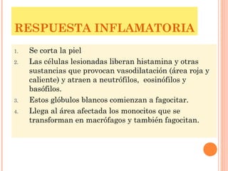 RESPUESTA INFLAMATORIA
1. Se corta la piel
2. Las células lesionadas liberan histamina y otras
sustancias que provocan vasodilatación (área roja y
caliente) y atraen a neutrófilos, eosinófilos y
basófilos.
3. Estos glóbulos blancos comienzan a fagocitar.
4. Llega al área afectada los monocitos que se
transforman en macrófagos y también fagocitan.
 