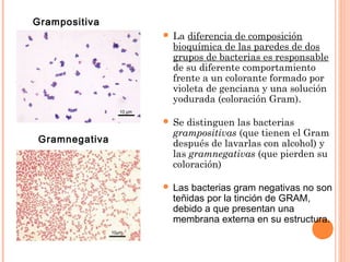  La diferencia de composición
bioquímica de las paredes de dos
grupos de bacterias es responsable
de su diferente comportamiento
frente a un colorante formado por
violeta de genciana y una solución
yodurada (coloración Gram).
 Se distinguen las bacterias
grampositivas (que tienen el Gram
después de lavarlas con alcohol) y
las gramnegativas (que pierden su
coloración)
 Las bacterias gram negativas no son
teñidas por la tinción de GRAM,
debido a que presentan una
membrana externa en su estructura.
Grampositiva
Gramnegativa
 