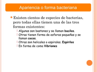 Existen cientos de especies de bacterias,
pero todas ellas tienen una de las tres
formas existentes:
 Algunas son bastones y se llaman bacilos.
 Otras tienen forma de esferas pequeñas y se
llaman cocos.
 Otras son helicales o espirales. Espirilos
 En forma de coma Vibriones
Apariencia o forma bacteriana
 