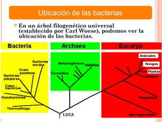  En un árbol filogenético universal
(establecido por Carl Woese), podemos ver la
ubicación de las bacterias.
Ubicación de las bacterias
 