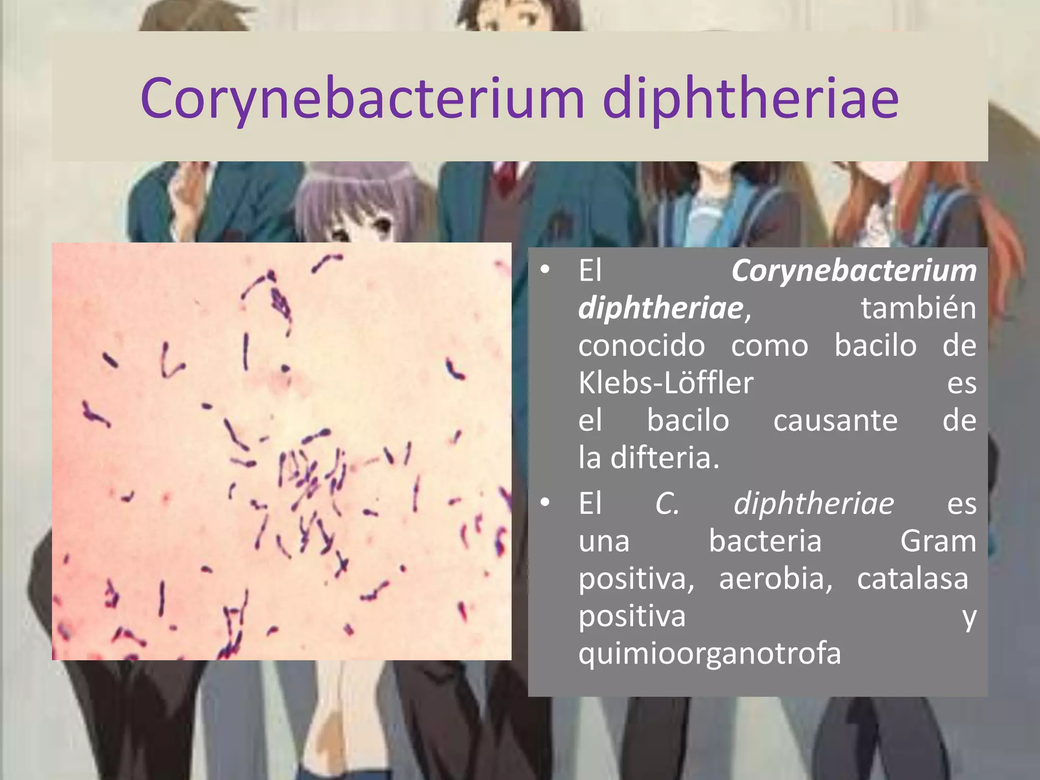 Corynebacterium diphtheriaeEl Corynebacterium diphtheriae, también conocido como bacilo de Klebs-Löffler es el bacilo causante de la difteria.El C. diphtheriae es una bacteria Gram positiva, aerobia, catalasa   positiva y quimioorganotrofa