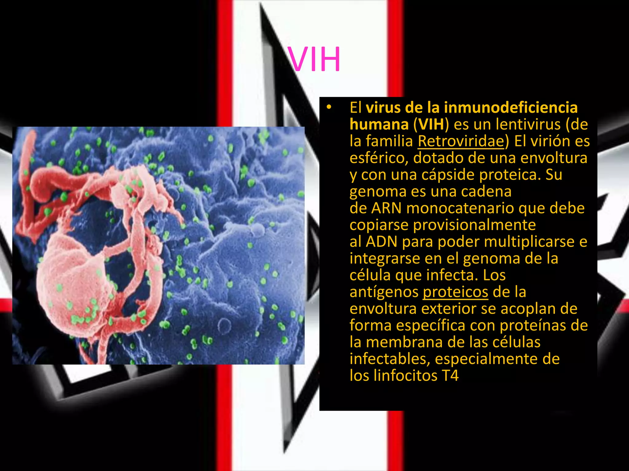 VIHEl virus de la inmunodeficiencia humana (VIH) es un lentivirus (de la familia Retroviridae) El virión es esférico, dotado de una envoltura y con una cápside proteica. Su genoma es una cadena de ARN monocatenario que debe copiarse provisionalmente al ADN para poder multiplicarse e integrarse en el genoma de la célula que infecta. Los antígenos proteicos de la envoltura exterior se acoplan de forma específica con proteínas de la membrana de las células infectables, especialmente de los linfocitos T4
