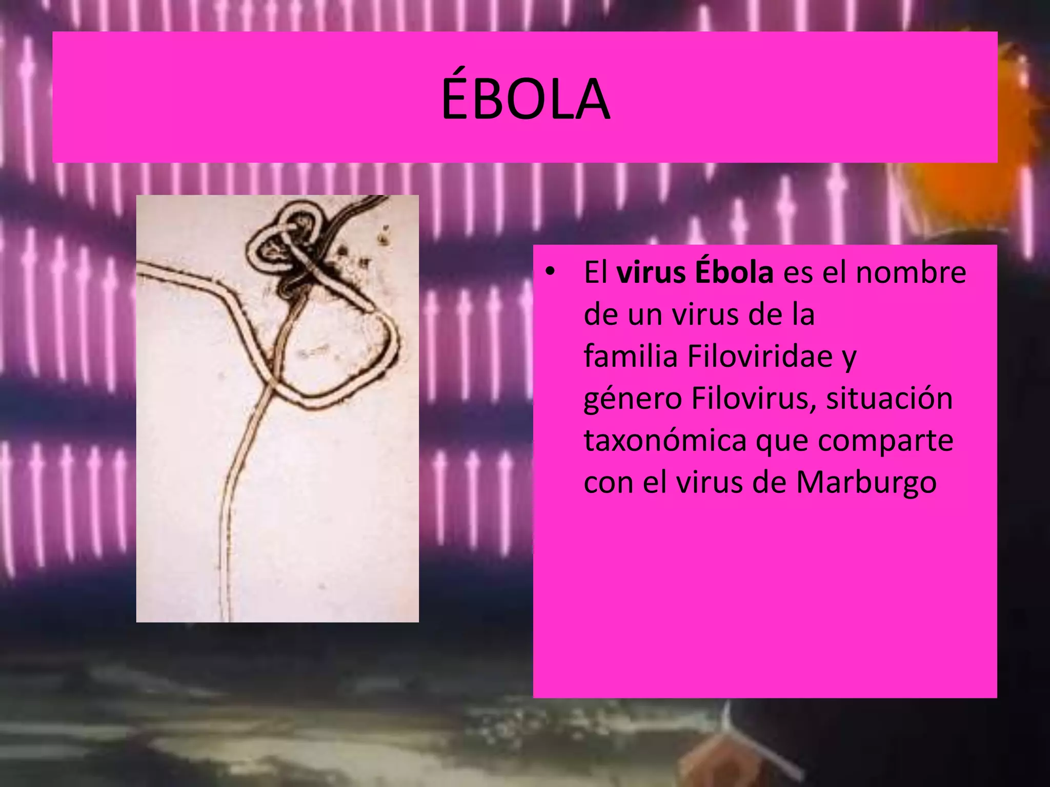 ÉBOLAEl virus Ébola es el nombre de un virus de la familia Filoviridae y género Filovirus, situacióntaxonómica que comparte con el virus de Marburgo