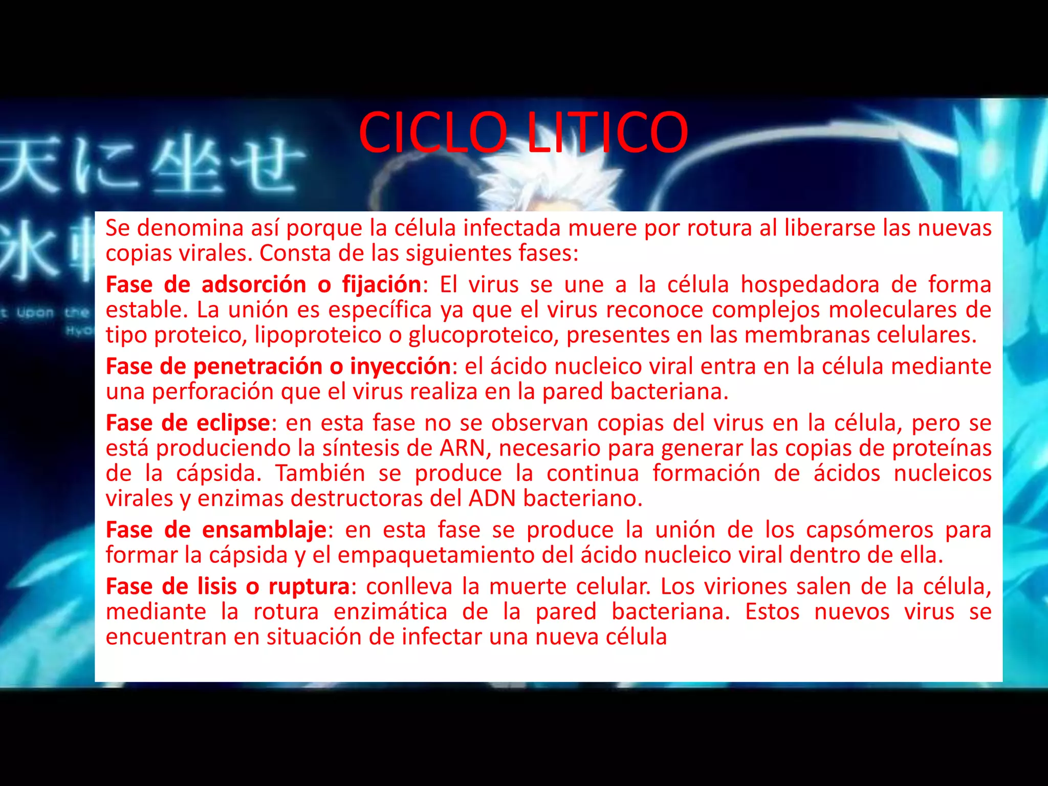 CICLO LITICOSe denomina así porque la célula infectada muere por rotura al liberarse las nuevas copias virales. Consta de las siguientes fases:Fase de adsorción o fijación: El virus se une a la célula hospedadora de forma estable. La unión es específica ya que el virus reconoce complejos moleculares de tipo proteico, lipoproteico o glucoproteico, presentes en las membranas celulares.Fase de penetración o inyección: el ácido nucleico viral entra en la célula mediante una perforación que el virus realiza en la pared bacteriana.Fase de eclipse: en esta fase no se observan copias del virus en la célula, pero se está produciendo la síntesis de ARN, necesario para generar las copias de proteínas de la cápsida. También se produce la continua formación de ácidos nucleicos virales y enzimas destructoras del ADN bacteriano.Fase de ensamblaje: en esta fase se produce la unión de los capsómeros para formar la cápsida y el empaquetamiento del ácido nucleico viral dentro de ella.Fase de lisis o ruptura: conlleva la muerte celular. Los viriones salen de la célula, mediante la rotura enzimática de la pared bacteriana. Estos nuevos virus se encuentran en situación de infectar una nueva célula