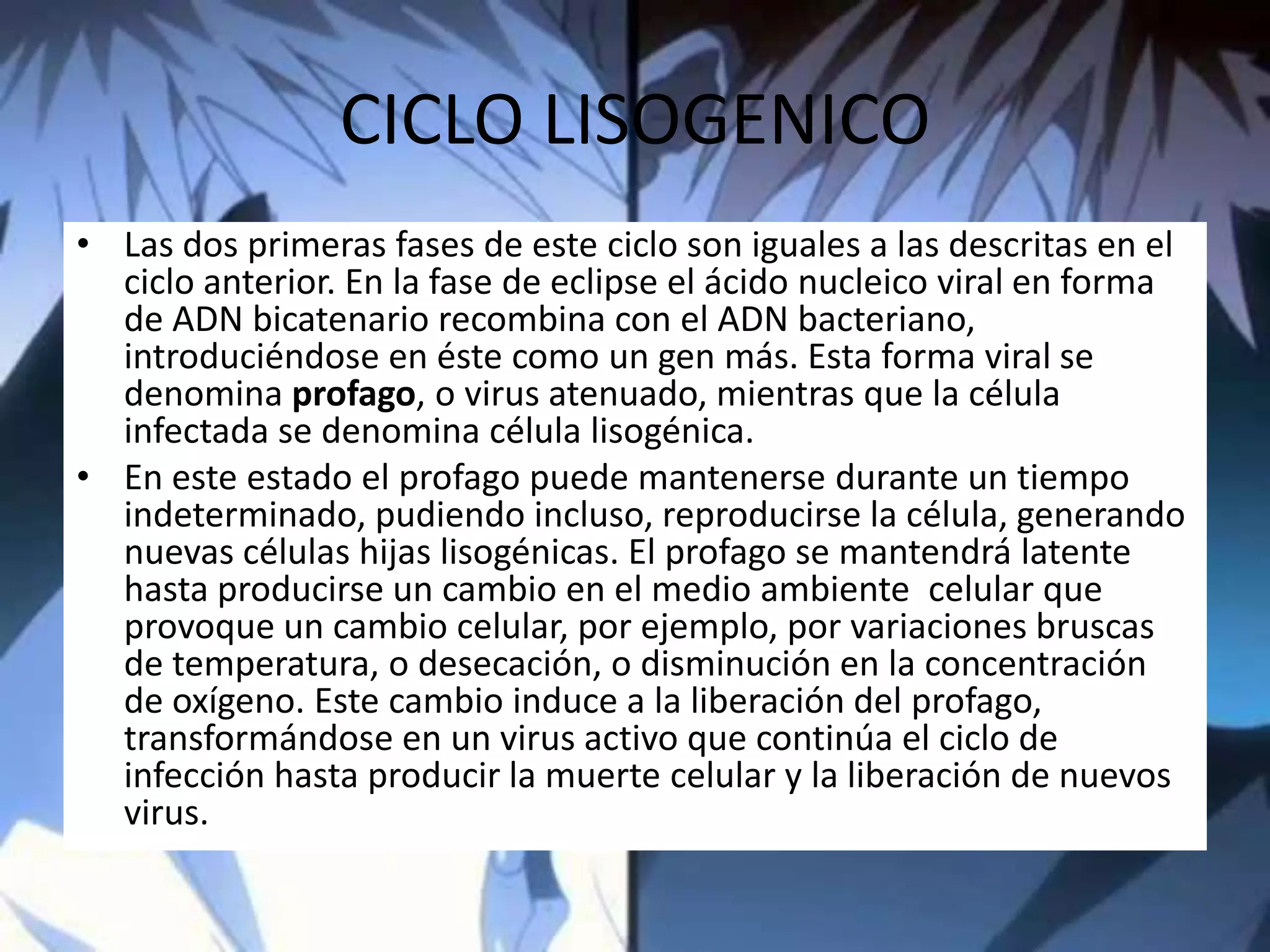 CICLO LISOGENICO Las dos primeras fases de este ciclo son iguales a las descritas en el ciclo anterior. En la fase de eclipse el ácido nucleico viral en forma de ADN bicatenario recombina con el ADN bacteriano, introduciéndose en éste como un gen más. Esta forma viral se denomina profago, o virus atenuado, mientras que la célula infectada se denomina célula lisogénica.En este estado el profago puede mantenerse durante un tiempo indeterminado, pudiendo incluso, reproducirse la célula, generando nuevas células hijas lisogénicas. El profago se mantendrá latente hasta producirse un cambio en el medio ambiente  celular que provoque un cambio celular, por ejemplo, por variaciones bruscas de temperatura, o desecación, o disminución en la concentración de oxígeno. Este cambio induce a la liberación del profago, transformándose en un virus activo que continúa el ciclo de infección hasta producir la muerte celular y la liberación de nuevos virus.