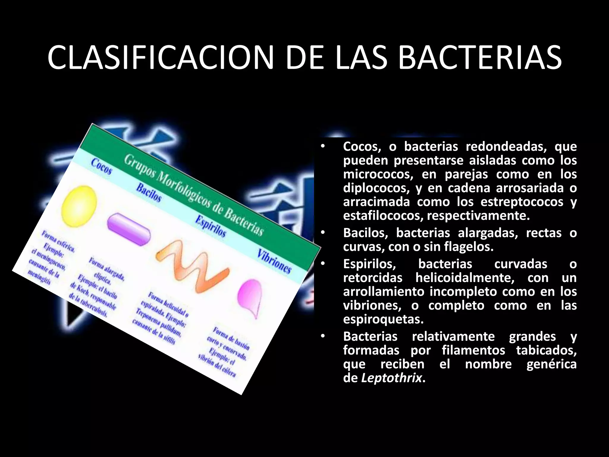 CLASIFICACION DE LAS BACTERIAS POR SU FORMA Cocos, o bacterias redondeadas, que pueden presentarse aisladas como los micrococos, en parejas como en los diplococos, y en cadena arrosariada o arracimada como los estreptococos y estafilococos, respectivamente.Bacilos, bacterias alargadas, rectas o curvas, con o sin flagelos.Espirilos, bacterias curvadas o retorcidas helicoidalmente, con un arrollamiento incompleto como en los vibriones, o completo como en las espiroquetas.Bacterias relativamente grandes y formadas por filamentos tabicados, que reciben el nombre genérica de Leptothrix.