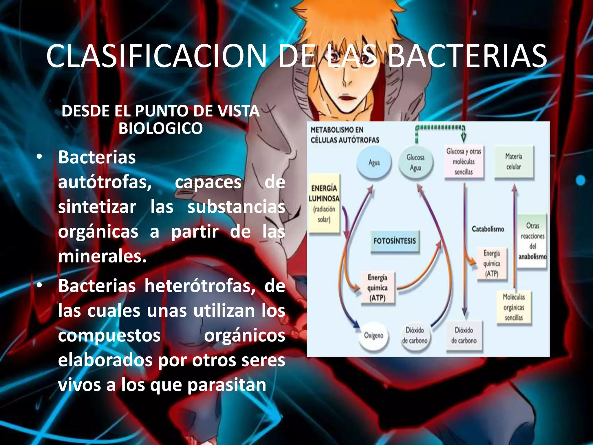 CLASIFICACION DE LAS BACTERIASDESDE EL PUNTO DE VISTA BIOLOGICO Bacterias autótrofas, capaces de sintetizar las substancias orgánicas a partir de las minerales.Bacterias heterótrofas, de las cuales unas utilizan los compuestos orgánicos elaborados por otros seres vivos a los que parasitan