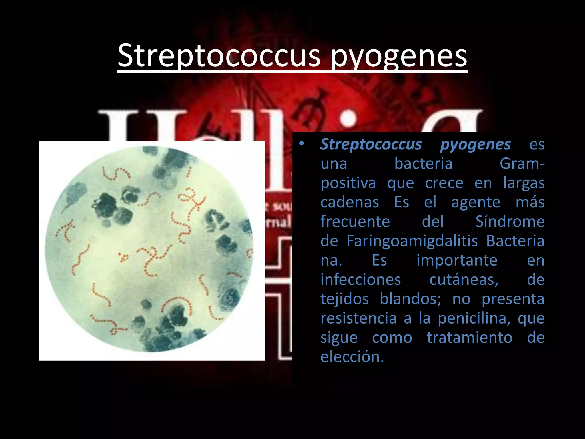 Streptococcus pyogenesStreptococcus pyogenes es una bacteria Gram-positiva que crece en largas cadenas Es el agente más frecuente del Síndrome de Faringoamigdalitis Bacteriana. Es importante en infecciones cutáneas, de tejidos blandos; no presenta resistencia a la penicilina, que sigue como tratamiento de elección. 