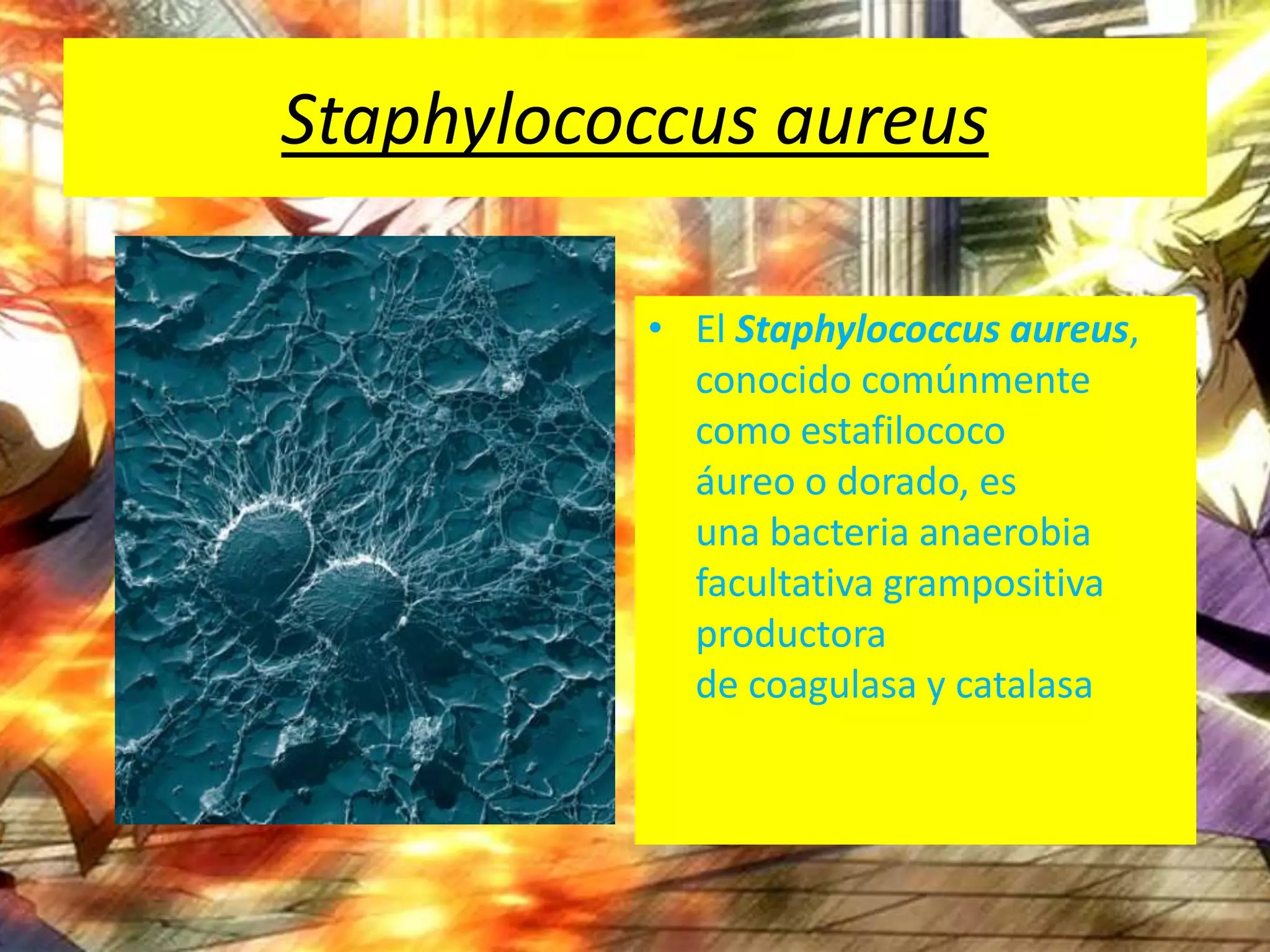 Staphylococcus aureusEl Staphylococcus aureus, conocido comúnmente como estafilococo  áureo o dorado, es una bacteria anaerobia facultativa grampositiva productora de coagulasa y catalasa 