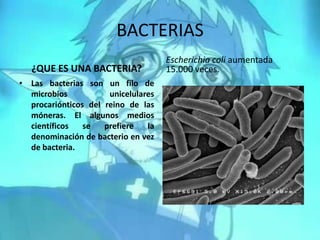 BACTERIAS ¿QUE ES UNA BACTERIA? Las bacterias son un filo de microbios unicelulares procariónticos del reino de las móneras. El algunos medios científicos se prefiere la denominación de bacterioen vez de bacteria. Escherichia coli aumentada 15.000 veces. 