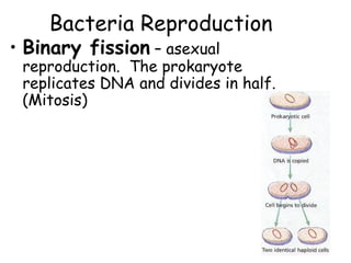 Bacteria Reproduction
• Binary fission – asexual
 reproduction. The prokaryote
 replicates DNA and divides in half.
 (Mitosis)
 