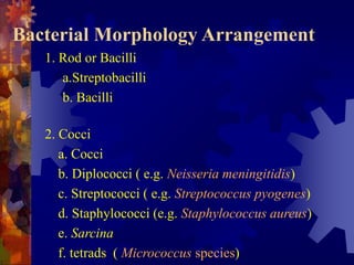 Bacterial Morphology Arrangement
1. Rod or Bacilli
a.Streptobacilli
b. Bacilli
2. Cocci
a. Cocci
b. Diplococci ( e.g. Neis...