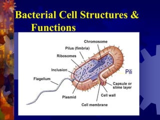 Bacterial Cell Structure
 Appendages - flagella, pili or fimbriae
 Surface layers - capsule, cell wall, cell
membrane
 ...