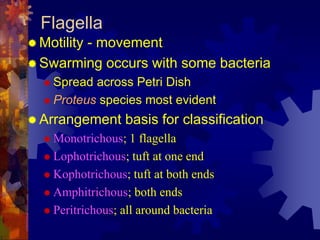 Structure of the flagellum
 