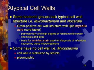 Functions of
the cytoplasmic membrane(1)
 