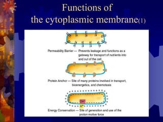 Classes of membrane
transporting systems(1)
 