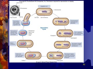 Bacteria Types.ppt