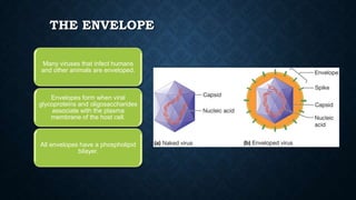 THE ENVELOPE
Many viruses that infect humans
and other animals are enveloped.

Envelopes form when viral
glycoproteins and oligosaccharides
associate with the plasma
membrane of the host cell.

All envelopes have a phospholipid
bilayer.

 