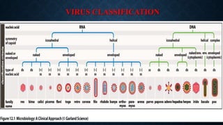 VIRUS CLASSIFICATION

 