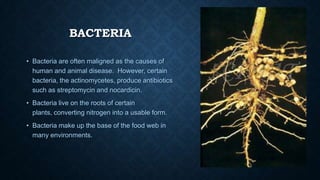BACTERIA
• Bacteria are often maligned as the causes of
human and animal disease. However, certain
bacteria, the actinomycetes, produce antibiotics
such as streptomycin and nocardicin.
• Bacteria live on the roots of certain
plants, converting nitrogen into a usable form.
• Bacteria make up the base of the food web in
many environments.

 