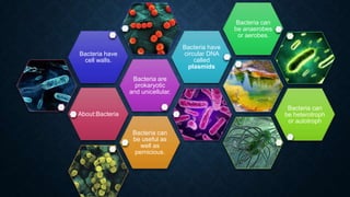 Bacteria can
be anaerobes
or aerobes.
Bacteria have
circular DNA
called
plasmids

Bacteria have
cell walls.
Bacteria are
prokaryotic
and unicellular.

Bacteria can
be heterotroph
or autotroph

About:Bacteria
Bacteria can
be useful as
well as
pernicious.

 