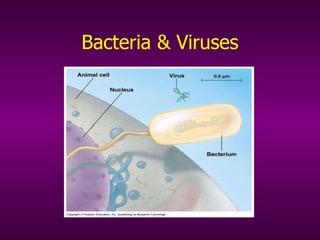 Bacteria & Viruses Prokaryotes and Beyond 