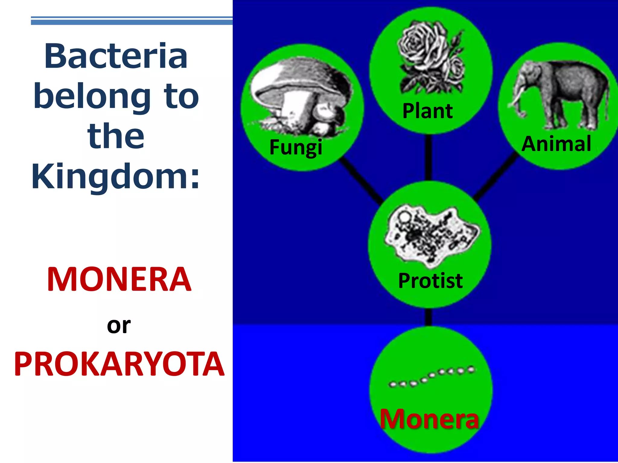 Bacteria & viruses | PPTX