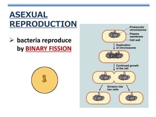 ASEXUAL
REPRODUCTION
 bacteria reproduce
by BINARY FISSION

 