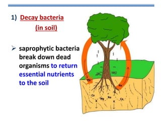 1) Decay bacteria
(in soil)
 saprophytic bacteria
break down dead
organisms to return
essential nutrients
to the soil

 