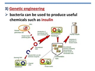 3) Genetic engineering
 bacteria can be used to produce useful
chemicals such as insulin

 