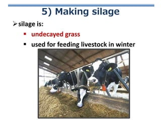 5) Making silage
silage is:
 undecayed grass
 used for feeding livestock in winter

 