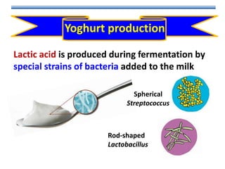 Yoghurt production
Lactic acid is produced during fermentation by
special strains of bacteria added to the milk
Spherical
Streptococcus

Rod-shaped
Lactobacillus

 