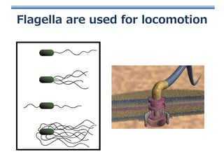 Flagella are used for locomotion

 
