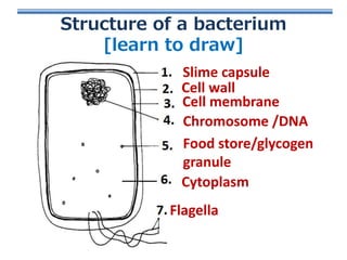 Structure of a bacterium
[learn to draw]
Slime capsule
Cell wall
Cell membrane
Chromosome /DNA
Food store/glycogen
granule
Cytoplasm
Flagella

 