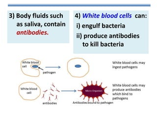 3) Body fluids such
as saliva, contain
antibodies.

4) White blood cells can:
i) engulf bacteria
ii) produce antibodies
to kill bacteria

 