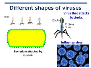Different shapes of viruses
Virus that attacks
bacteria.

Influenza virus
Bacterium attacked by
viruses.

 