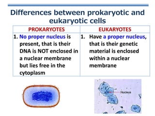 Differences between prokaryotic and
eukaryotic cells
PROKARYOTES
EUKARYOTES
1. No proper nucleus is
1. Have a proper nucleus,
present, that is their
that is their genetic
DNA is NOT enclosed in
material is enclosed
a nuclear membrane
within a nuclear
but lies free in the
membrane
cytoplasm

 