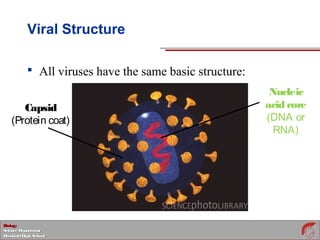 BiologyBiology
ScienceDepartmentScienceDepartment
DeerfieldHighSchoolDeerfieldHighSchool
Viral Structure
 All viruses have the same basic structure:
Nucleic
acid core
(DNA or
RNA)
Capsid
(Protein coat)
 
